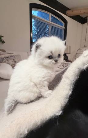 Ragdoll/Persian kitten (female) 1
