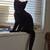 OG Black Kitten 1 thumbnail