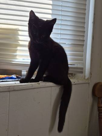OG Black Kitten 1