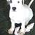 Arvada Adoptions 11 thumbnail