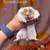 Hamsters 7 thumbnail