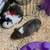 Guinea Pigs 2 thumbnail