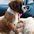 Charming8weekboxer needs 2 thumbnail