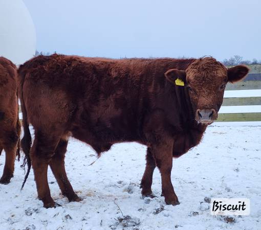 Purebred, Dexter steers 1