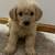 Goldendoodle puppies 1 thumbnail