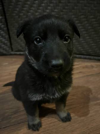 German shepherd husky puppies 1