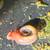 RAMSHORN SNAILS 11 thumbnail