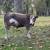 “Mid-Mini” Cream genetics bull weanling 7 mo old 22 thumbnail