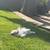 PomeraniaN Puppy 6 thumbnail