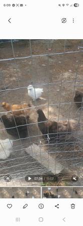 Hatching eggs - Silkie & Serama - $30 (Dothan)63440392740611121