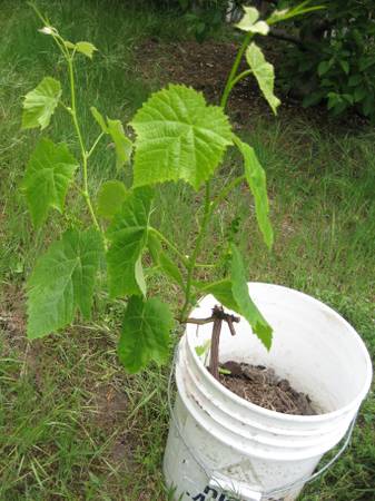 wine & table grape Vines to Plant,xlnt 1