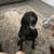 German Shorthair Pointer (GSP) 2 thumbnail