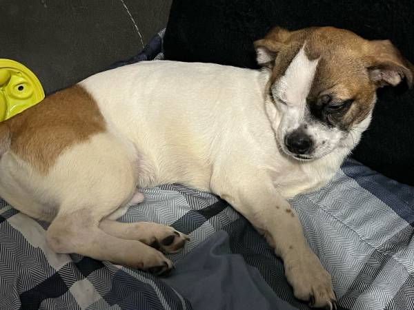 Puppy 6  months old (Staten Island)63690261234433123