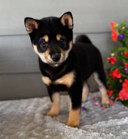 Female Shiba Inu Black/tan (Fairview)63667796301955120
