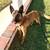 Male Belgian malinois 4 thumbnail