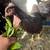 Heritage Rhode Island Red - Pullets 3 thumbnail