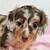 FriendlyDachshundPup 2 thumbnail