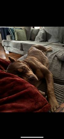 Rehoming xl pitbull (Oceanside)63894602708099124