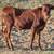 Longhorn bull/steer calves 2 thumbnail