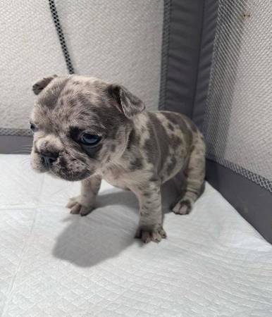 French bulldog BABY!!! (7O2-512-34seven1)63978327630466120