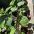 Golden Berry Plants 2 thumbnail