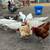 Goose Eggs, Indian Runner Duck Eggs and Muscovy Eggs For Sale 4 thumbnail