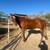 Gelding 1 thumbnail
