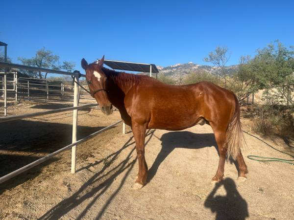Gelding 1