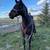 13 yo QH Mare 8 thumbnail