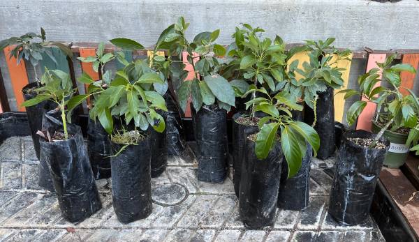 Rare Avocado Trees 1
