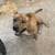 Rehoming pitbull 2 thumbnail