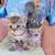 Kitten rehome 1 thumbnail