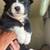 Standard poodle/ husky mix 2 thumbnail