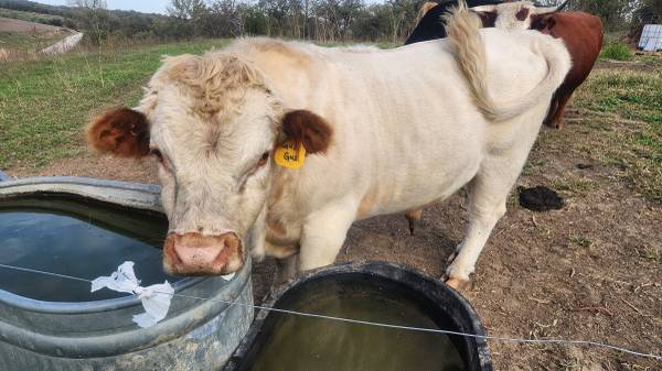 Bull 1