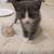 Kittens 5 thumbnail