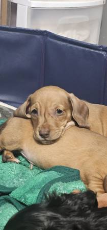 Miniature Dachshunds (Bakersfield)64014696780290122