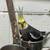 Cockatiel bird (grey with white) 5 thumbnail