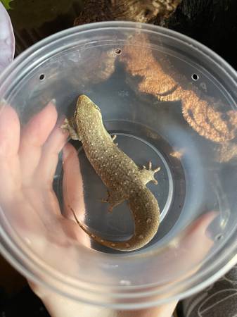Fish Scale Gecko63902738570755120