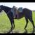 5 year old bay mare 1 thumbnail