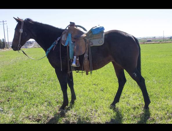 5 year old bay mare 1