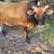2 Year Old Jersey Bull for Sale 1 thumbnail