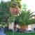 Green View Tree Service 2 thumbnail