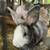 Lionhead and Rex mix Rabbits 1 thumbnail