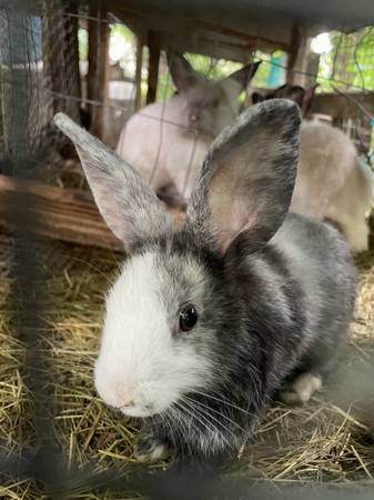 Lionhead and Rex mix Rabbits 1
