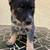 Austrian Cattle dog puppies 5 thumbnail