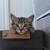 kitten 2 thumbnail