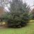 25 ft Christmas 🎄 trees 🌲 2 thumbnail