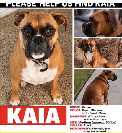 FEMALE BOXER MISSING 1