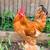 Three beautiful booted bantam roosters looking  for ladies. 2 thumbnail