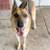 GSDs looking for homes 5 thumbnail